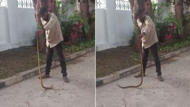 Snake Sightings Spark Alarm in Ministers’ Residential Complex in Hyderabad