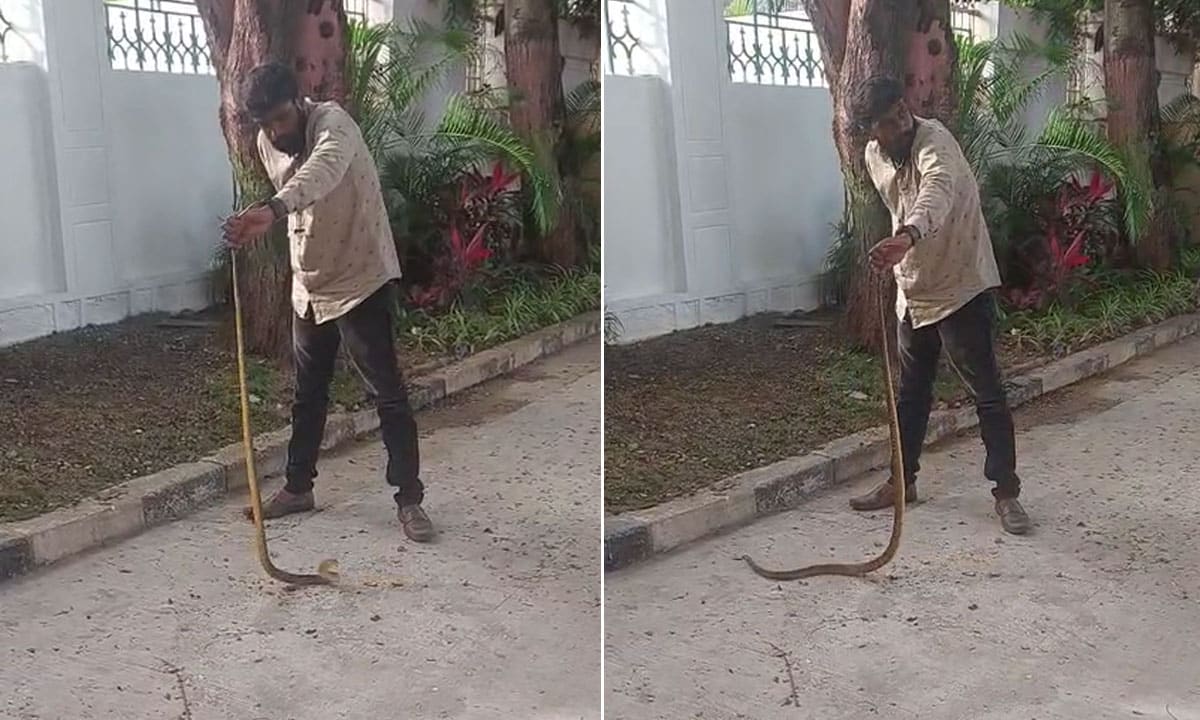 Snake Sightings Spark Alarm in Ministers’ Residential Complex in Hyderabad