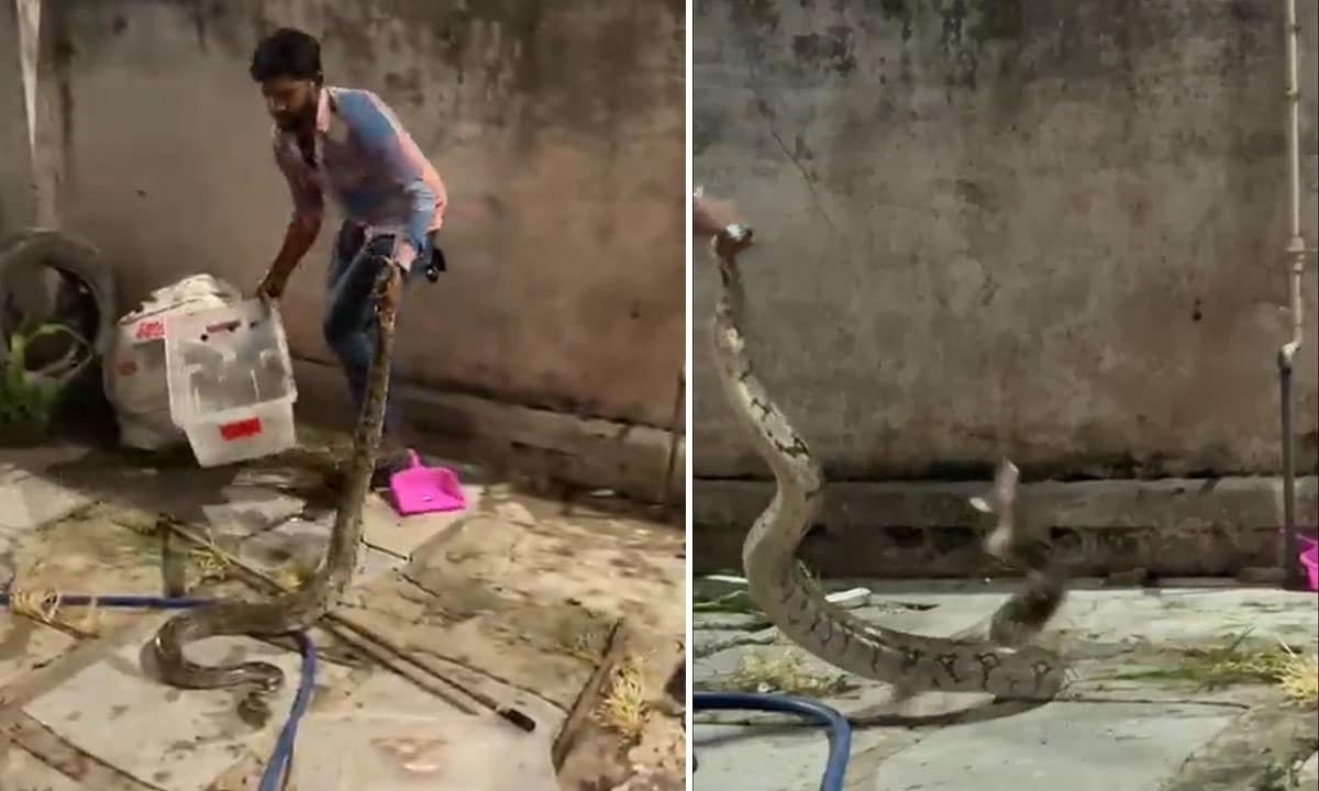 Rock Python Rescued Safely Near City College