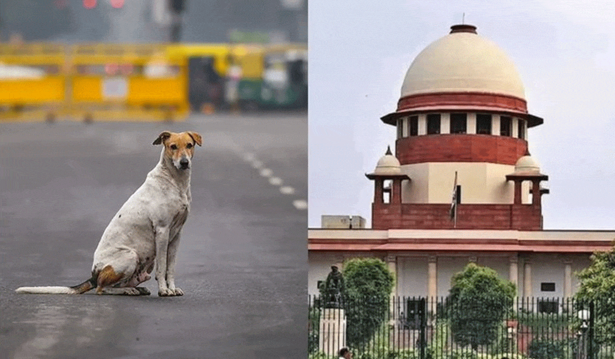 Supreme Court to hear stray dogs' matter tomorrow; Chief Secys of states, UTs to appear physically