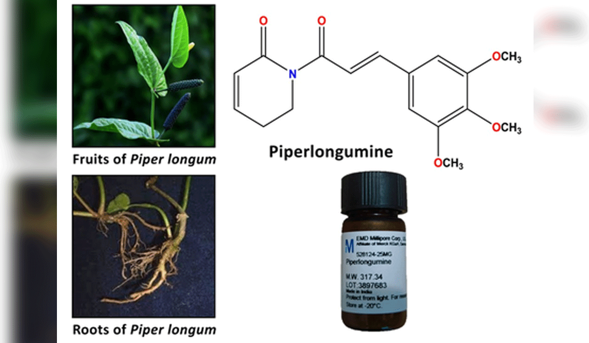Long pepper compound may aid in treatment of colon cancer: NIT Rourkela