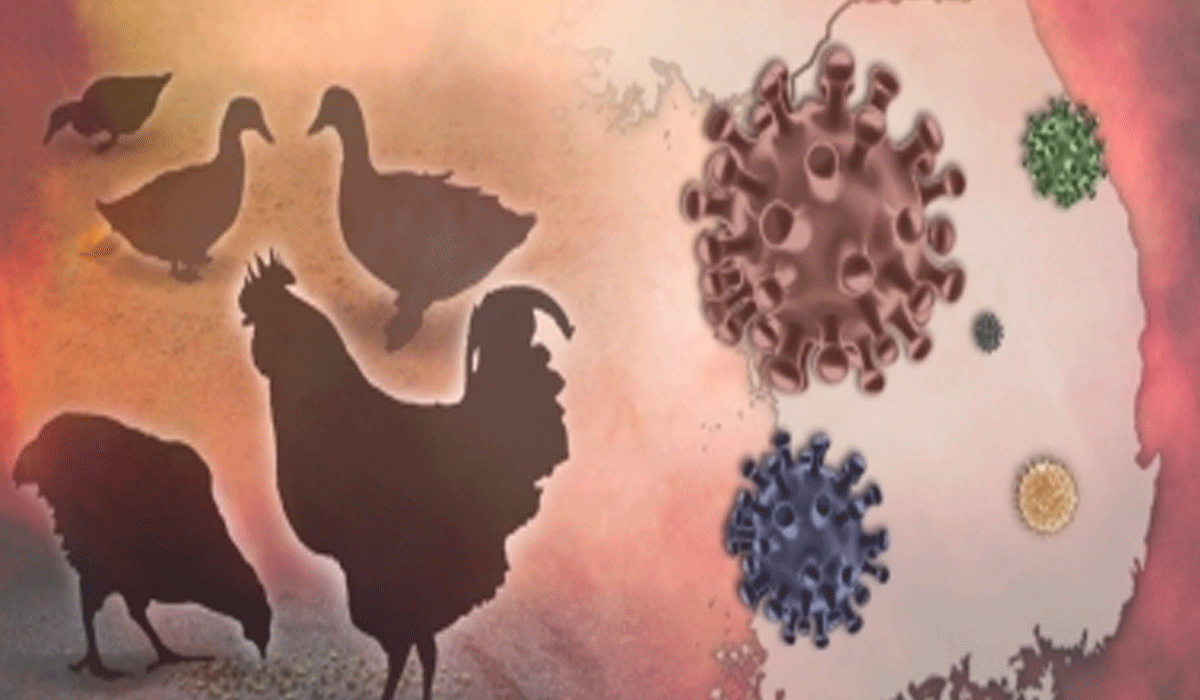 Bird flu viruses can resist fever, increase threat to humans: Study