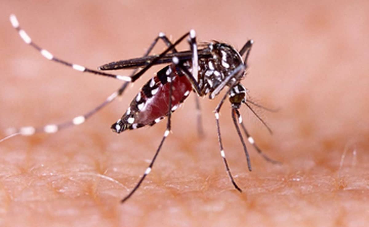 Bangladesh records 1,147 new dengue cases in 24 hours