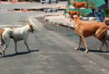 Civic bodies working extra time after SC order on stray dogs