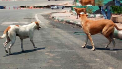 Civic bodies working extra time after SC order on stray dogs