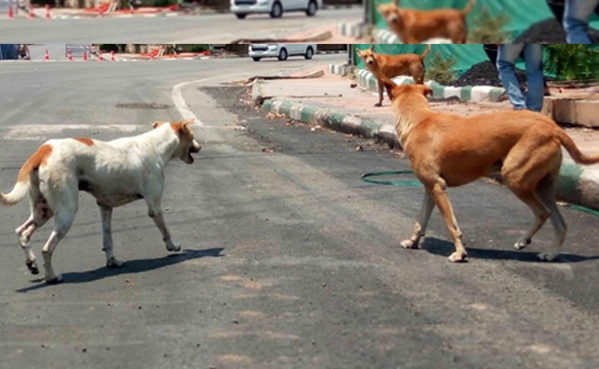 Civic bodies working extra time after SC order on stray dogs