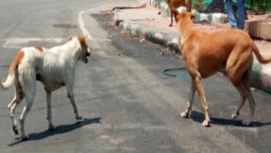 Over 20 Injured in Stray Dog Attacks Near Hyderabad; Locals Demand GHMC Action
