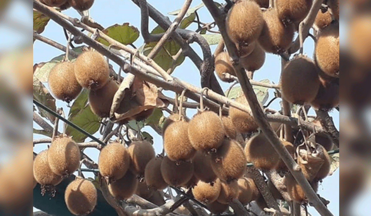 Arunachal Kiwi gets global spotlight as Guv Parnaik leads promotion drive