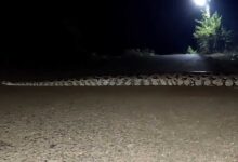 Snake Horror in Hyderabad, Giant Python Near ORR Terrifies Locals, Residents Afraid to Step Out