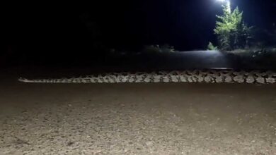 Snake Horror in Hyderabad, Giant Python Near ORR Terrifies Locals, Residents Afraid to Step Out