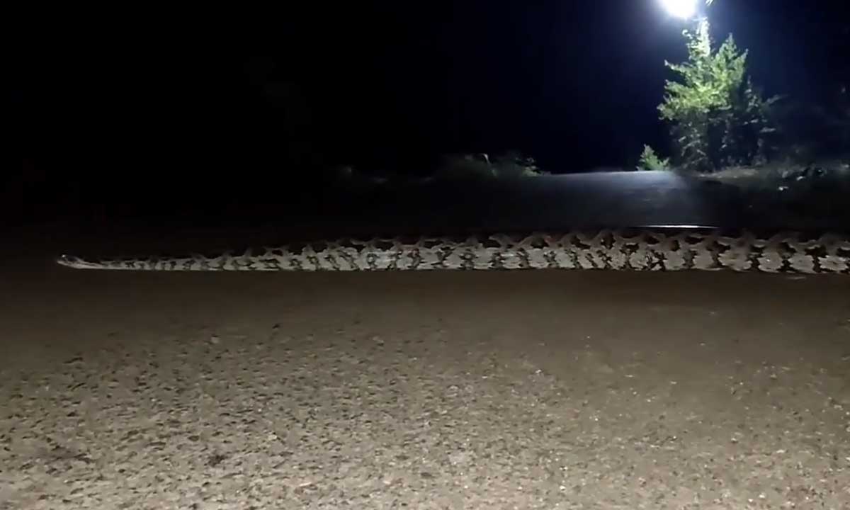 Snake Horror in Hyderabad, Giant Python Near ORR Terrifies Locals, Residents Afraid to Step Out