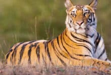 Farmer killed in tiger attack in Karnataka's Mysuru