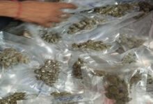 Delhi Police arrest female drug peddler, seize ganja and cash