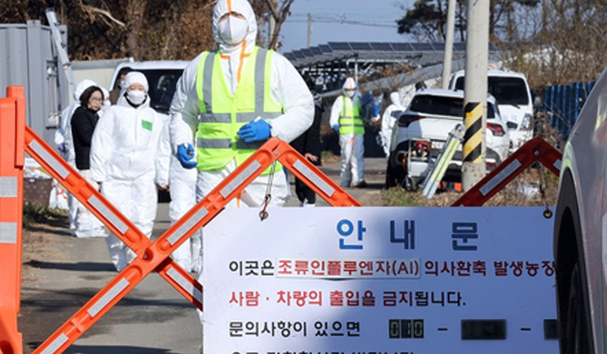 South Korea confirms 8th highly contagious bird flu case of season