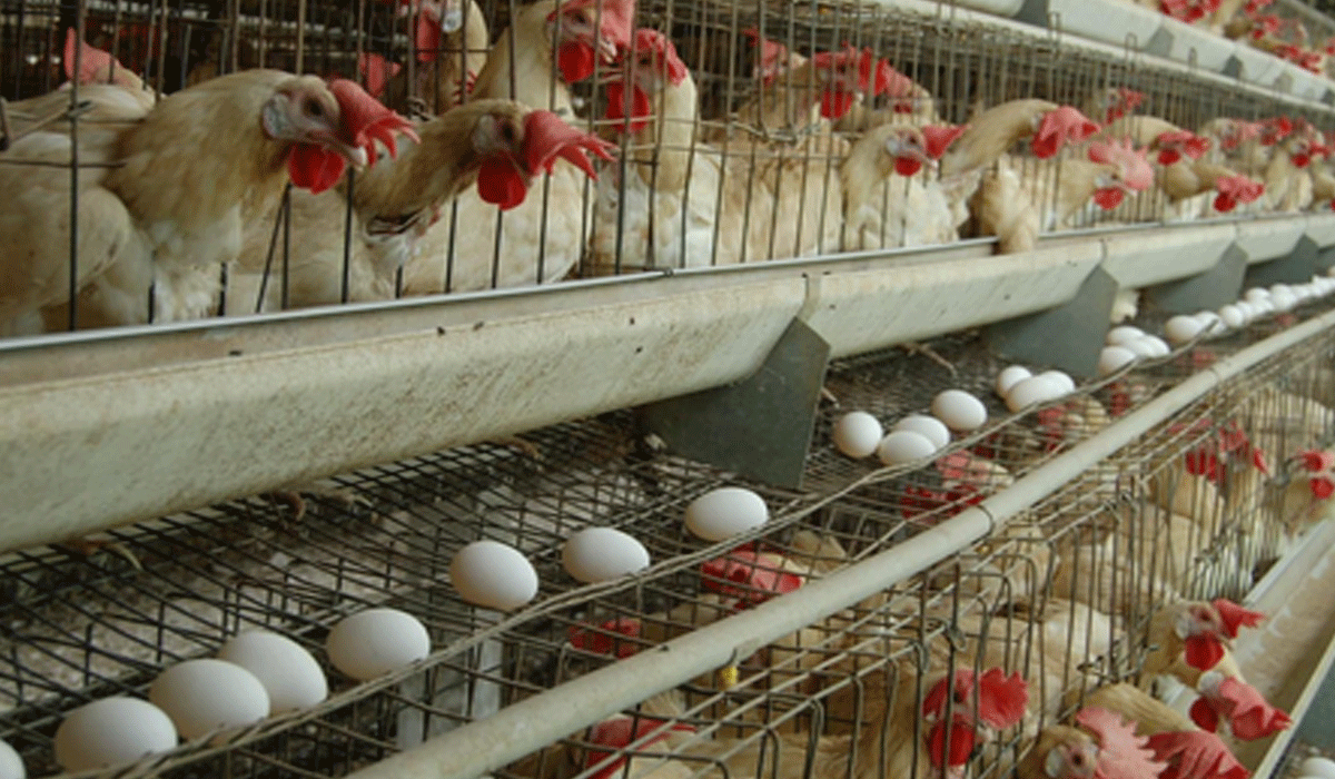 Namakkal egg prices hit record high of Rs 6.25, likely to remain so till Pongal