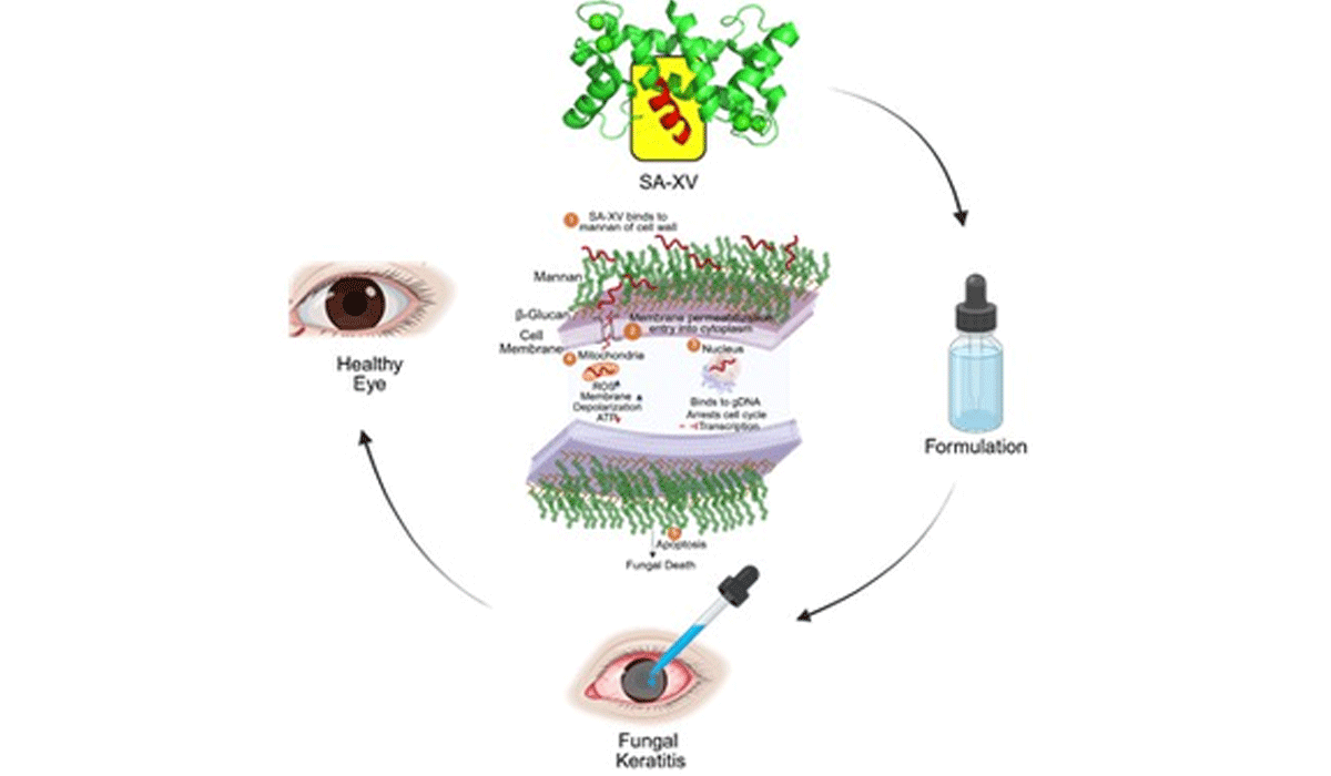 Indian researchers develop new peptide therapy to treat eye infections