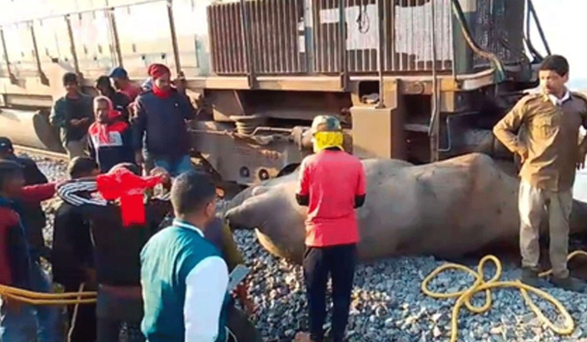 Train services disrupted in Assam after Rajdhani Express hits and kills seven elephants