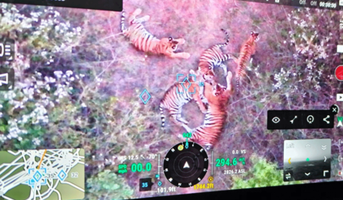 Five tigers spotted in Karnataka's Chamarajanagar, prohibitory orders imposed in 3 villages