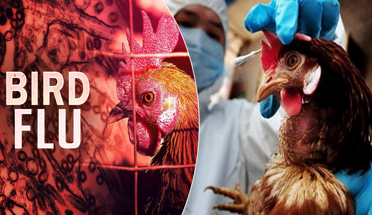 Japan confirms season's 1st bird flu outbreak in greater Tokyo area