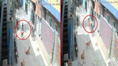 Stray Dog Menace: Five-Year-Old Child Injured in Attack, Locals Allege Official Negligence