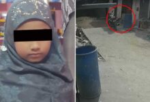 Pahadi Shareef Incident, 8-Year-Old Girl Attacked by Stray Dog in Shaheen Nagar