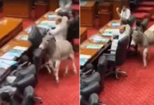 Donkey Walks into Pakistan Parliament Session, Sparks Laughter and Security Concerns: Video