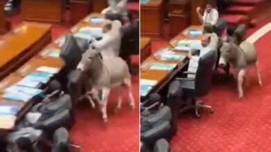 Donkey Walks into Pakistan Parliament Session, Sparks Laughter and Security Concerns: Video