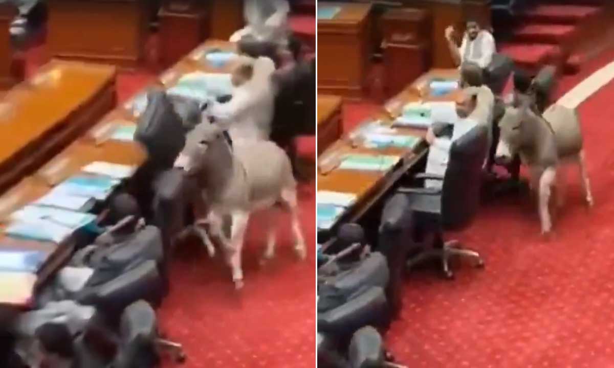 Donkey Walks into Pakistan Parliament Session, Sparks Laughter and Security Concerns: Video