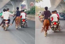 Chaos in Rajendranagar, Miscreants Create Uproar with Bikes and a Horse on the Road, Residents Concerned about
