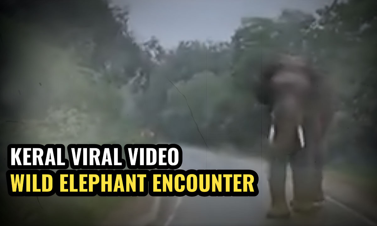 A frame from the viral video showing a Kerala 108 ambulance halting safely as a wild elephant blocks the road in Chinnar forest.