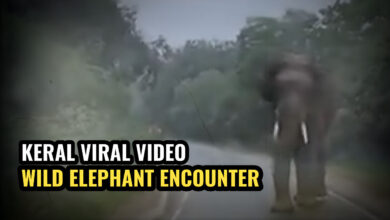 A frame from the viral video showing a Kerala 108 ambulance halting safely as a wild elephant blocks the road in Chinnar forest.
