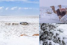 Snowfall in Saudi Arabia’s Desert Stuns the Region as Rare Weather Blankets Gulf Areas; Social Media Flooded with Stunning Videos