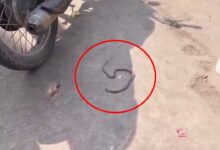 Snake Emerges from Motorcycle Triggers Panic