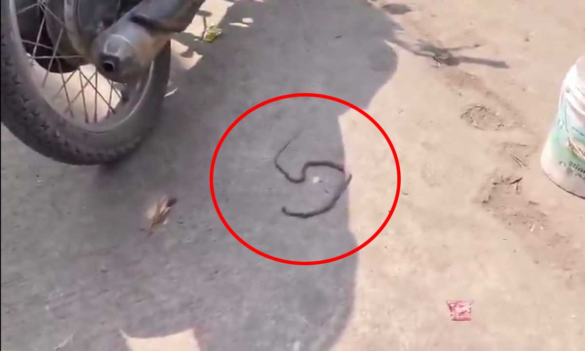 Snake Emerges from Motorcycle Triggers Panic