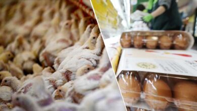 S. Korea reports new bird flu cases at poultry farms, egg prices soar
