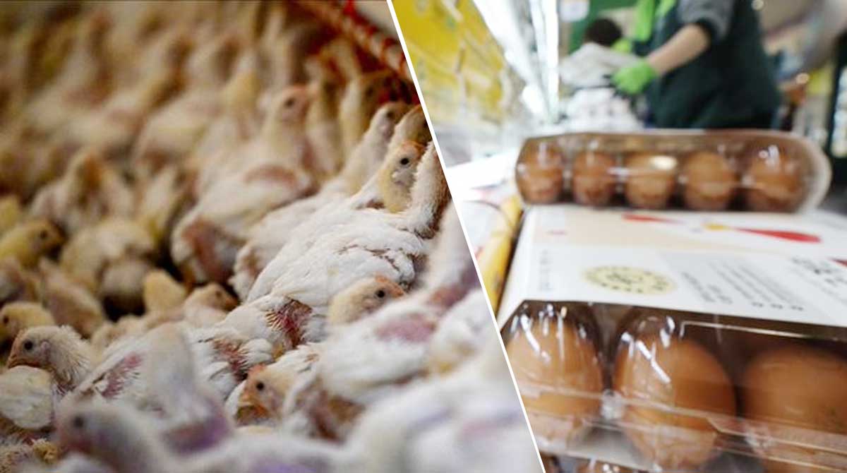 S. Korea reports new bird flu cases at poultry farms, egg prices soar