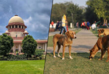 Supreme Court questions attitude of those feeding stray dogs in public places