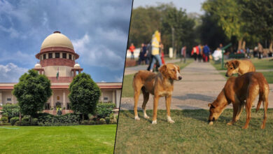 Supreme Court questions attitude of those feeding stray dogs in public places