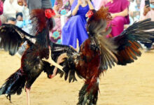 Despite ban, large-scale cockfights in Andhra on first day of Sankranti