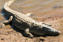 Man attacked by crocodile in Australia