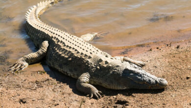 Man attacked by crocodile in Australia