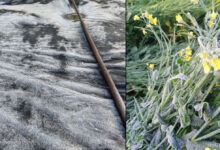 Cold wave intensifies in Rajasthan, Lunkaransar dips to near freezing 0.3 degrees C