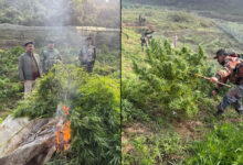Security forces destroy ganja plants valued at Rs 108 crore in Tripura