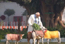 PM Modi feeds cows at his residence on occasion of Makar Sankranti; BJP leaders react