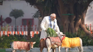 PM Modi feeds cows at his residence on occasion of Makar Sankranti; BJP leaders react