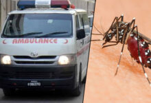 Mosquito-Borne Diseases Claim 103 Lives in Sindh, Hospitals Reveal