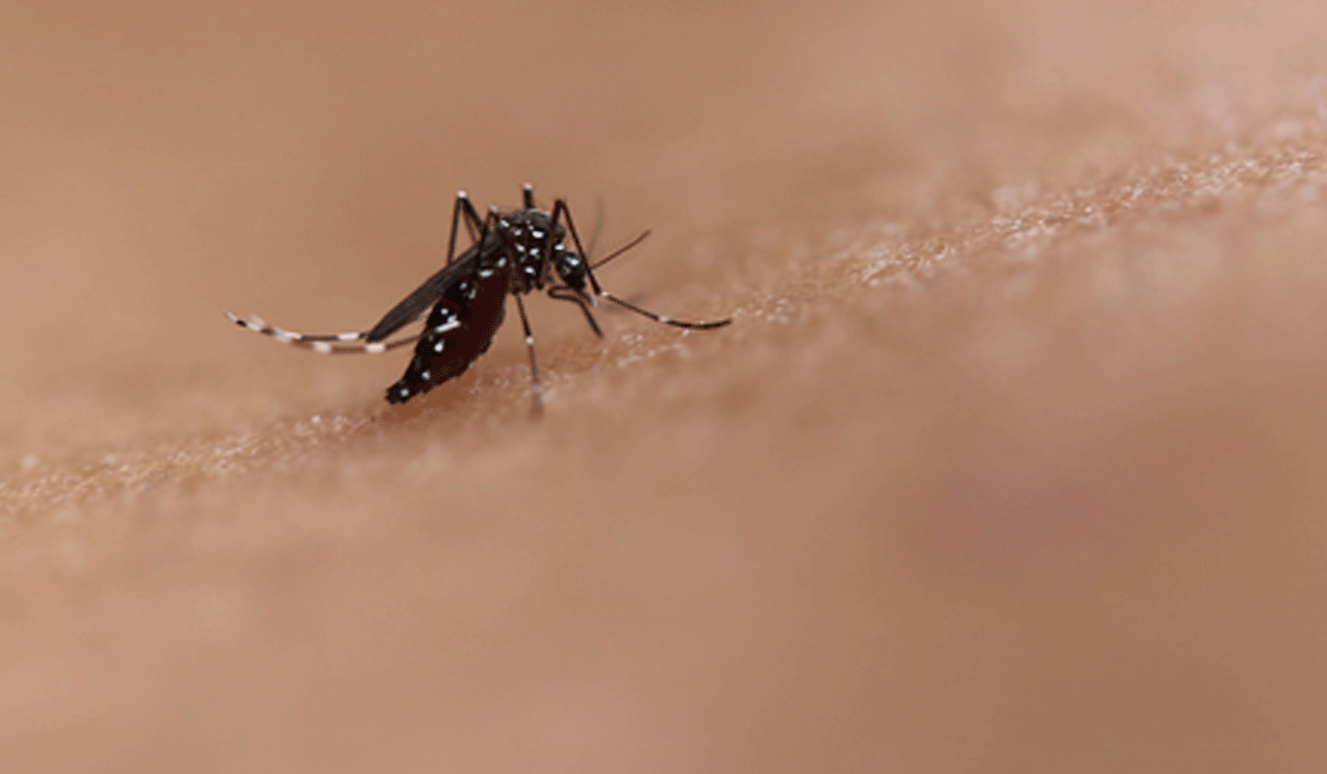 Vietnam warns of prolonged dengue fever outbreak