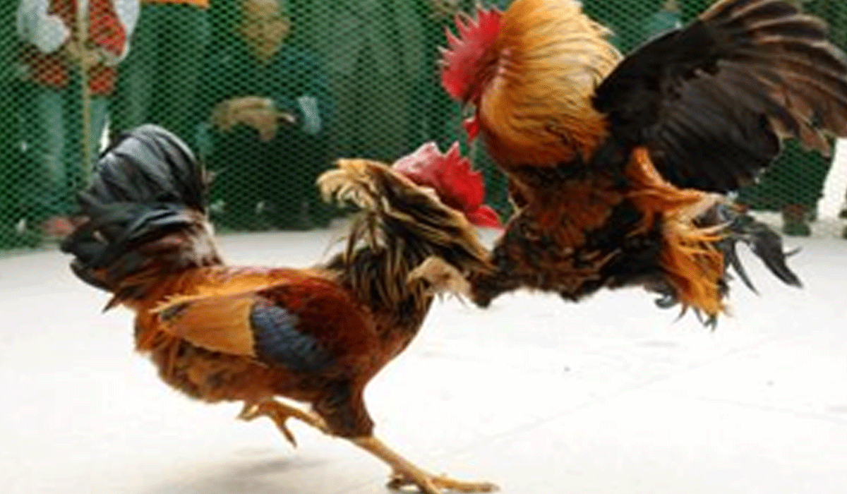 Ahead of Makar Sankranti, NGO urges citizens not to participate in cockfighting
