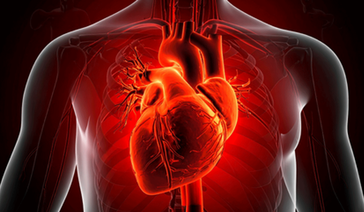 Human heart regrows muscle cells after heart attack: Study