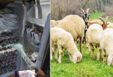 Telangana Shocker: Illegal Animal Blood Racket Exposed, Police Seize 180 Packets from Mutton Shop